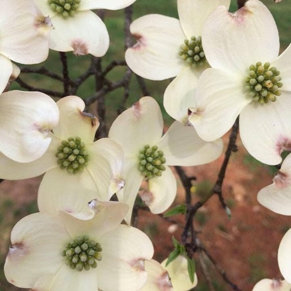 Meet your Posher, Brenda - Picture 1 of 1